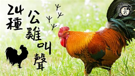 雞叫聲鬧鐘|公雞叫聲 30種 公雞叫聲 雞叫音效 咕咕咕｜77音